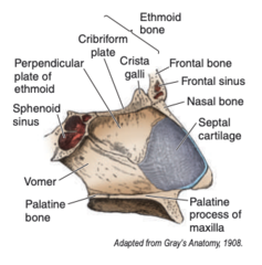 <p>1. vomer (posteriorly and inferiorly)</p><p>2. perpendicular plate of the ethmoid (superiorly)</p><p>3. septal cartilage (anteriorly)</p>