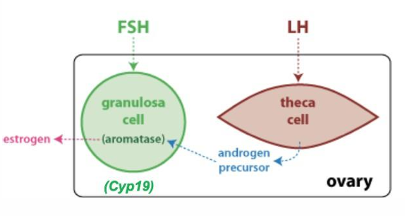 <ul><li><p>thecha cells = LH hormone receptors</p><ul><li><p>response w convert cholesterol → androgen precusor (testerone)</p></li><li><p>testerone qickly move to granulosa cell</p></li></ul></li></ul><p></p><ul><li><p>granulosa cells = FSH hormone receptors</p><ul><li><p>use aromataste/Cyp19 convert testerone → estrogen</p></li><li><p>THEN → follicle make INC estrogen to stim LH surge </p></li></ul></li></ul><p></p>