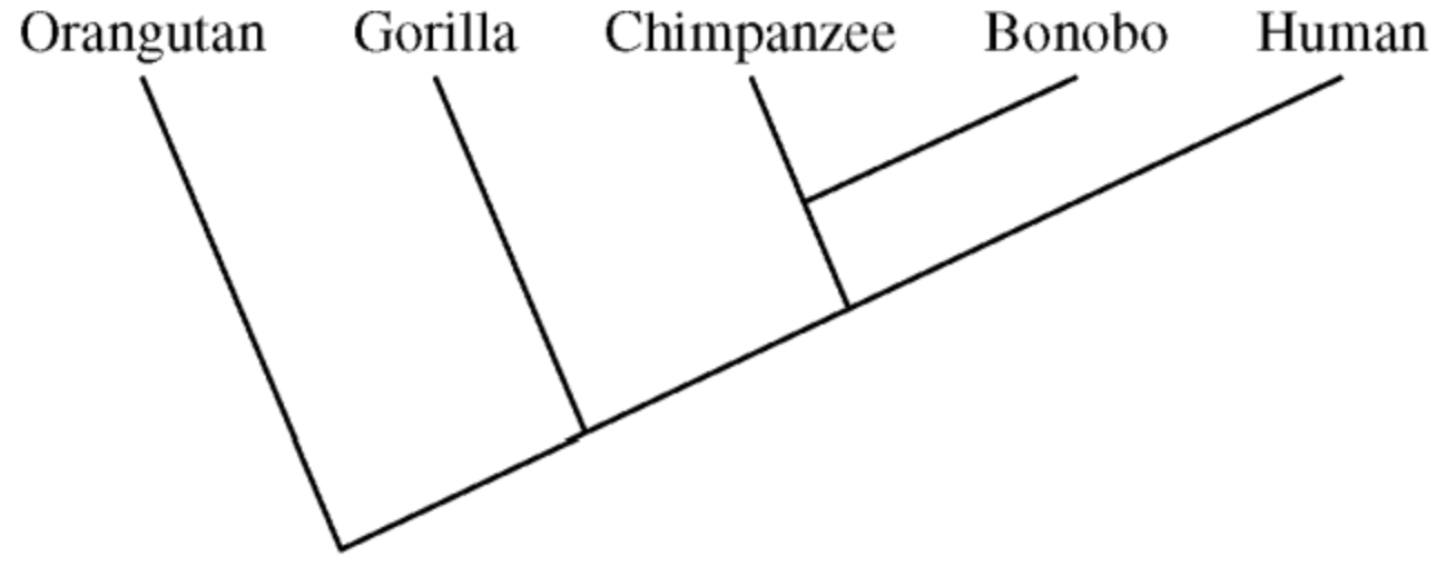<p><span>The </span><em>TAS2R38</em><span> gene encodes a receptor protein that influences the ability to taste bitterness. The gene has two alleles: a dominant, wild-type allele that enables an individual (taster) to taste bitterness and a recessive, mutant allele that interferes with the ability of an individual (nontaster) to taste bitterness. Three single nucleotide mutations in the coding region of the </span><em>TAS2R38</em><span> gene are associated with the nontaster allele. The nucleotides present at the three positions are shown in the table below.</span><br><br><span>In a sample of 2,400 people, 1,482 were found to have the dominant (taster) phenotype. Assuming that the population is in Hardy-Weinberg equilibrium, approximately how many individuals in the sample are expected to be heterozygous for </span><em>TAS2R38</em><span>?</span></p>