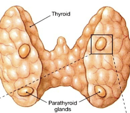 <p>4 total, placed on each of the 4 corners of the posterior surface of the thryoid gland. Produce parathyroid hormone (decreases Ca in bones, increases Ca in body fluids)</p>
