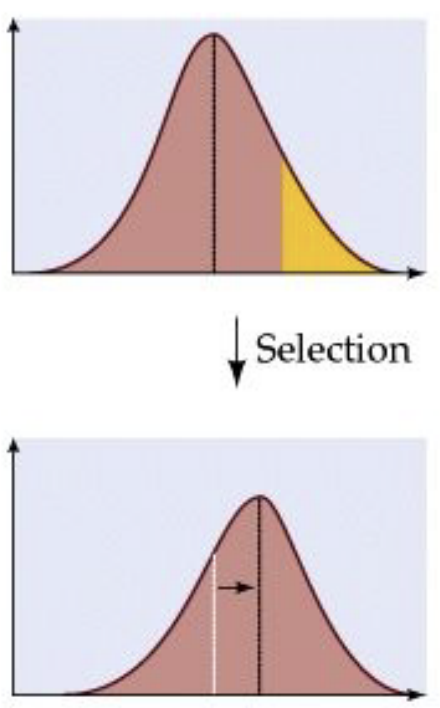 <p>Which form of natural selection is this </p>
