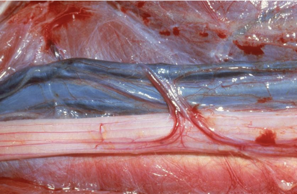 <p>What is pictured?</p>