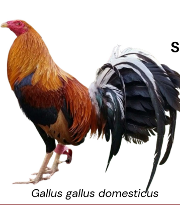 <ul><li><p>Cockfighting, breeding stock, dominant strain of gamefowl</p></li><li><p>USA</p></li><li><p>Aggressive, fast, and aerial fighting, style, coupled with high stamina, and resilience, medium to large, red or yellow feathers, white or yellow legs</p></li></ul><p></p>