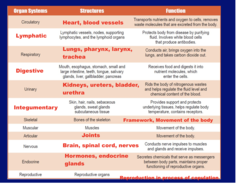 <p>Circulatory or Cardiovascular</p><p>Lymphatic</p><p>Respiratory</p><p>Digestive</p><p>Urinary</p><p>Integumentary</p><p>Skeletal</p><p>Muscular</p><p>Articular</p><p>Nervous</p><p>Endocrine</p><p>Reproductive</p>