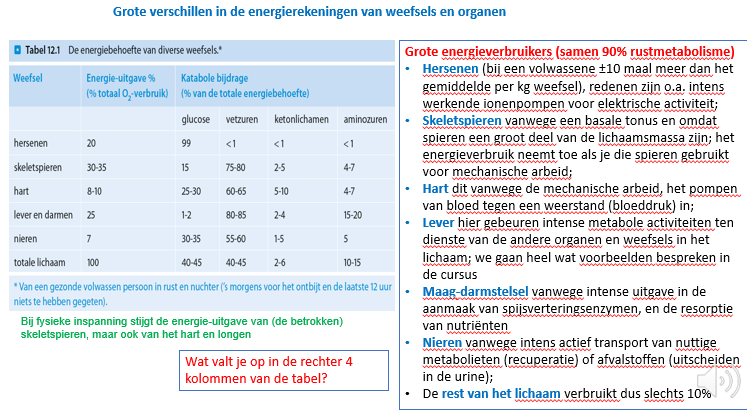 <p>grote energieverbruikers (samen 90% rustmetabolisme):</p><p></p><ul><li><p>Hersenen:</p></li></ul><p>draaien voor 99% op glucose, maar kunnen wel switchen in geval van nood naar ketonen</p><p>verbuirk is bij een volwassene ongeveer 10 keer meer dan gemiddelde per kg weefsel, door intens werkende ionenpompen, elektrische activiteit…</p><p></p><ul><li><p>skeletspieren:</p></li></ul><p>vnl vetzuren gebruiken bij duurinspaningen, maar bij korte inspanningen cnl glucose</p><p>ze verbruiken veel omdat ze een basale tonus hebben, energieverbruik neemt nog meer toe als je de spieren gebruikt voor mechanische arbeid</p><p></p><ul><li><p>hart:</p></li></ul><p>draait grotendeels op vetzuren</p><p>verbrukt veel door mechanische arbeid, pompen van bloed tegen een weerstand (bloeddruk) in</p><p></p><ul><li><p>lever:</p></li></ul><p><span>Lever maakt ketonen aan wanneer we vasten en stuurt die naar alle weefsels die dan te weinig glucose hebben om te verbranden.</span></p><p style="text-align: left;"><span>De lever mag zelf dus ook niet te veel glucose of vetzuren zelf verbranden.</span></p><p style="text-align: left;"><span>Lever zal ook glucose stockeren en uitsturen op momenten van vasten.Zal ook zelf glucose aanmaken via gluconeogenese.</span></p><p><span>De lever doet dus vooral aan verbranding van AZ’en die op verschillende plaatsen in glycolyse en Krebs kunnen aansluiten</span></p><p><span>→ dus vnl veel verbruik door intense metabole activiteiten ten dienste van de andere organen en weefsels in het lichaam</span></p><p></p><ul><li><p>maag-darmstelsel: </p></li></ul><p>door itnense uitgaven in de aanmaak van spijverteringsenzymes en resorptie van nutriënten</p><p></p><ul><li><p>nieren:</p></li></ul><p>gebruiken glucose en vetzuren</p><p>→ intens actief transport van nuttige metabolieten (recuperatie) of afvalstoffen (uitscheiden in de urine)</p><p></p><ul><li><p>rest van lichaam gebruikt dus maar 10% van onze inname bij voeding voor rustmetabolisme</p></li></ul><p></p>