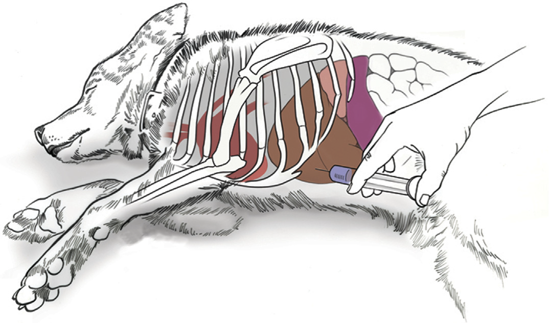 <ul><li><p>Place animal in lateral </p></li><li><p>Palpate and localize the <strong>xiphoid process </strong>of the sternum </p></li><li><p>Insert needle on either side of the xiphoid process </p></li><li><p>Rapid action, but LARGER DOSE REQUIRED </p></li></ul><p></p><p>Try to use a blanket to keep owner from seeing injection </p><p></p>