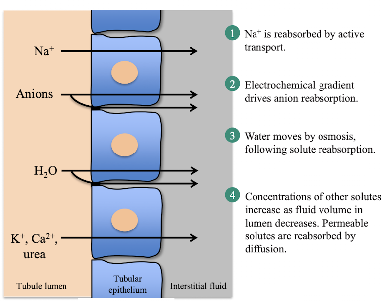 <ul><li><p>Na is reabsorbed by active transport</p></li><li><p>electrochemical gradient drives anion reabsorption</p></li><li><p>water follows by osmosis (lumen > ecf)</p></li><li><p>urea will diffuse down its concentration gradient</p></li></ul><p></p>