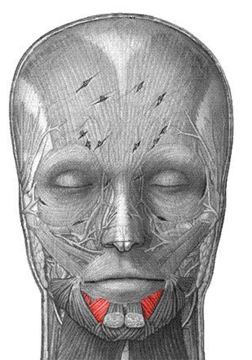 <p>Location: Below lips (off to the sides)</p><p>Action: Depress lower lip</p>