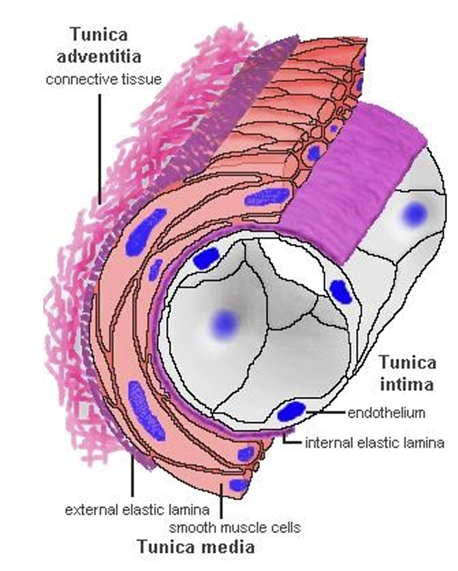 <p>Tunica <strong>in</strong>tima (inside, endothelium)</p><p>Tunica <strong>m</strong>edia (middle, smooth M)</p><p>Tunica <strong>a</strong>dventitia (area away from lumen/outside, DICT)</p><p>Walls ate 1 layer of M, all same direction and not oblique.</p>