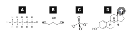 <p>Which series lists the molecules in order of their likelihood to diffuse through a phospholipid bilayer, from most likely to least likely?</p><p><br>a. C, B, A, D<br>b. A, D, B, C<br>c. D, A, C, B<br>d. B, A, C, D</p>