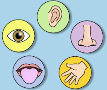 <p>Sensory memory (SM)</p>