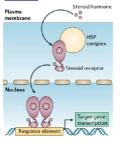 <ol><li><p>hormone binds, heat-shock protein drops off and homo-dimerises</p></li><li><p>protein enters nucleus, binds to DNA</p></li><li><p>DNA contains hormone response elements (HREs) telling it where to bind&nbsp;</p></li><li><p>nuclear receptor/DNA complex recruits other proteins to transcribe DNA</p></li><li><p>new genes expressed, new proteins being made </p></li></ol><p></p>