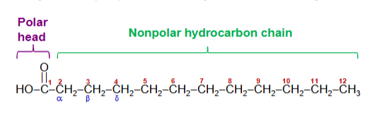 <p>carboxylic acids with hydrocarbon chains</p><p>Standard nomenclature assigns the number 1 to the carboxyl carbon</p><p>Carbon atoms 2 and 3 are also referred to as α and β, respectively</p>