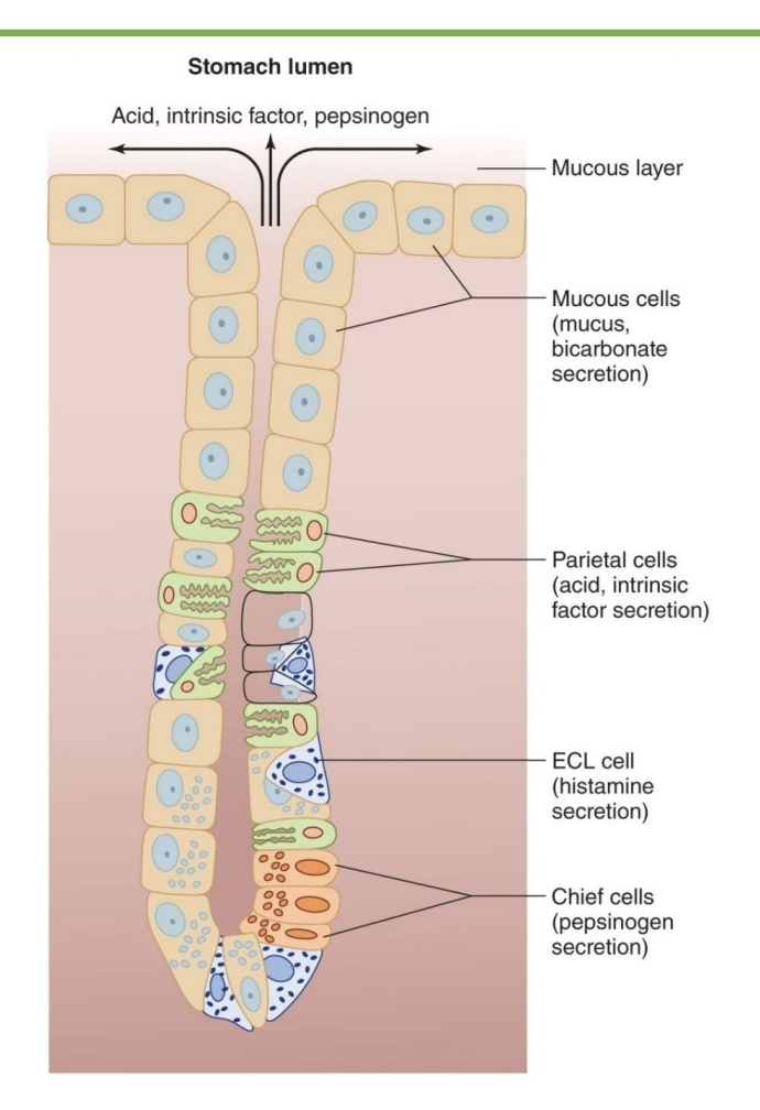 <p><strong>-Parietal cells:</strong></p><ul><li><p>Secrete hydrochloric acid (HCl)</p></li><li><p>Secrete intrinsic factor that is used for Vitamin B12 absorption</p></li></ul><p><strong>-Chief cells:</strong> secrete pepsinogen, precursor form of pepsin (digests proteins)</p><p><strong>-G cells</strong>: produce gastrin, a hormone (*switch on majors stomach processes)</p>