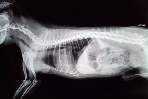 <ul><li><p>Alveoli radiolucent</p></li><li><p>margination</p></li><li><p>boundaries and pattern</p></li></ul><p></p><p>Check for the:</p><ul><li><p>bronchus</p></li><li><p>alveoli</p></li></ul><p></p>