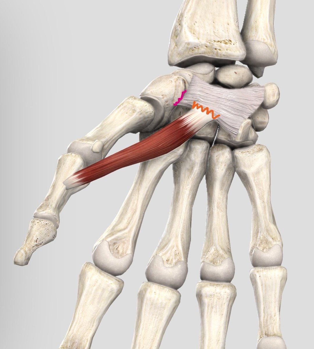 <p>Flexor retinaculum, scaphoid, and trapezium</p>