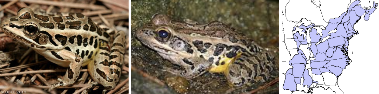 <ul><li><p><span style="background-color: transparent;"><strong>Habitat:</strong> </span><span>similar to leopard frogs- marshes, bogs, pond/lake edges, forages far from water in areas with moist vegetation</span></p></li><li><p><span style="background-color: transparent;"><strong>Diet:</strong> </span><span>insects, slugs, snails, earthworms</span></p></li><li><p><span style="background-color: transparent;"><strong>Characteristics:</strong> smooth, wet, medium sized, tan to greenish brown skin (can overlap with leopard frog), bright </span><span>yellow patch on inside of thigh, prominent dark <strong>square</strong> spots</span></p></li></ul><p></p>