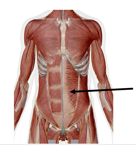 <p>Identify the name of the muscle that the arrow is pointing to in the image.</p>