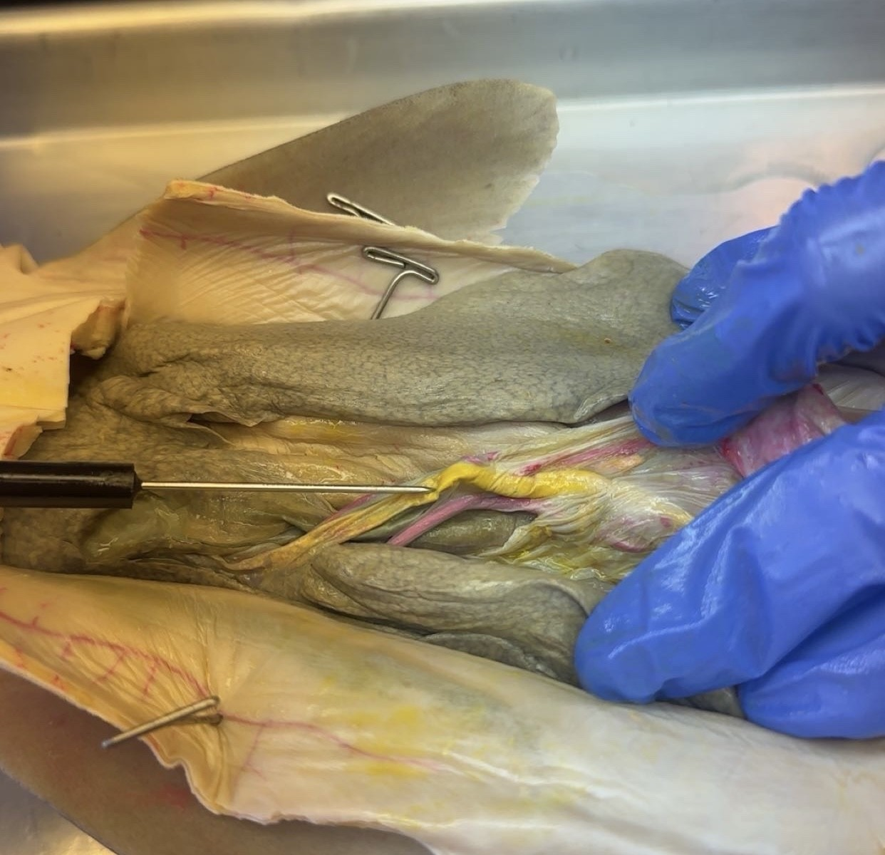 <p>what is this?</p>