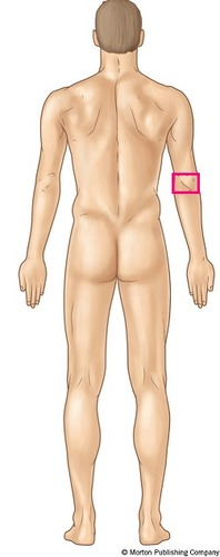 <p>back of elbow </p>