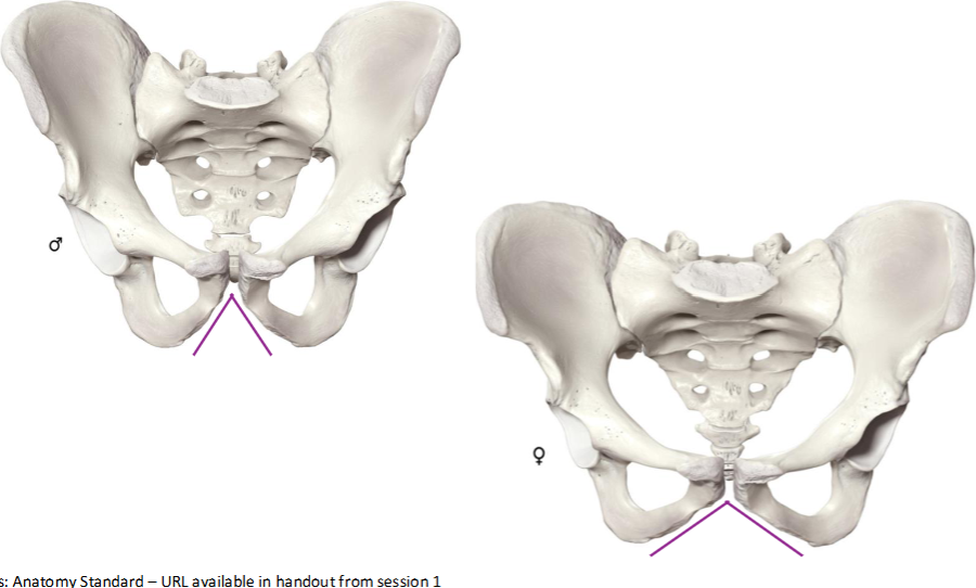 <p><span>Front of pelvis</span></p><p><span>Male → smaller angle<br>Female → wider angle</span></p>
