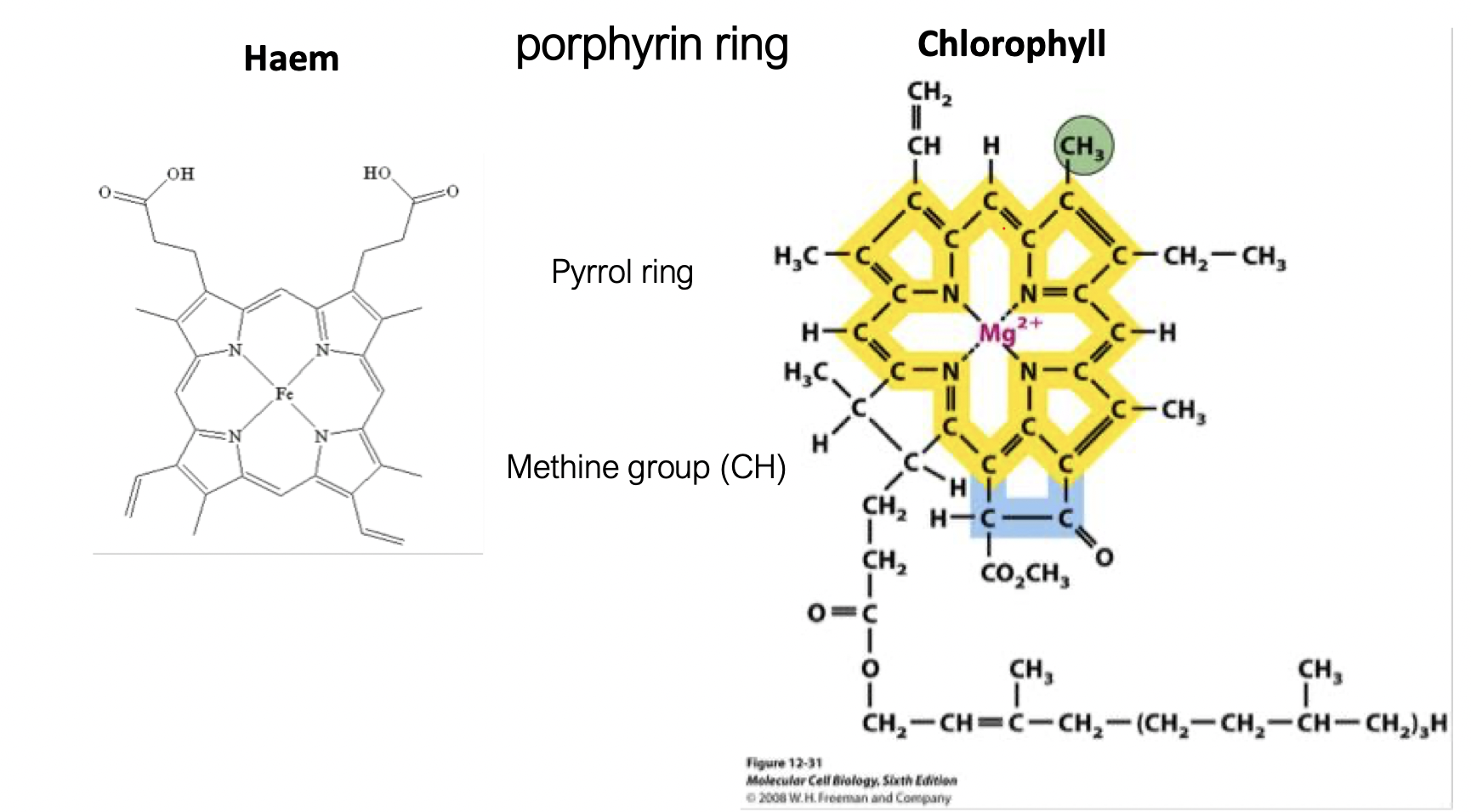 <p>4 pyrrole rings (each has a nitrogen) </p><p>linked by methine bridged (-CH-)</p><p>to form a flat, conjugated ring </p><ul><li><p>the nitrogen atoms can form a coordinate bond with a metal atom </p></li></ul><p></p>