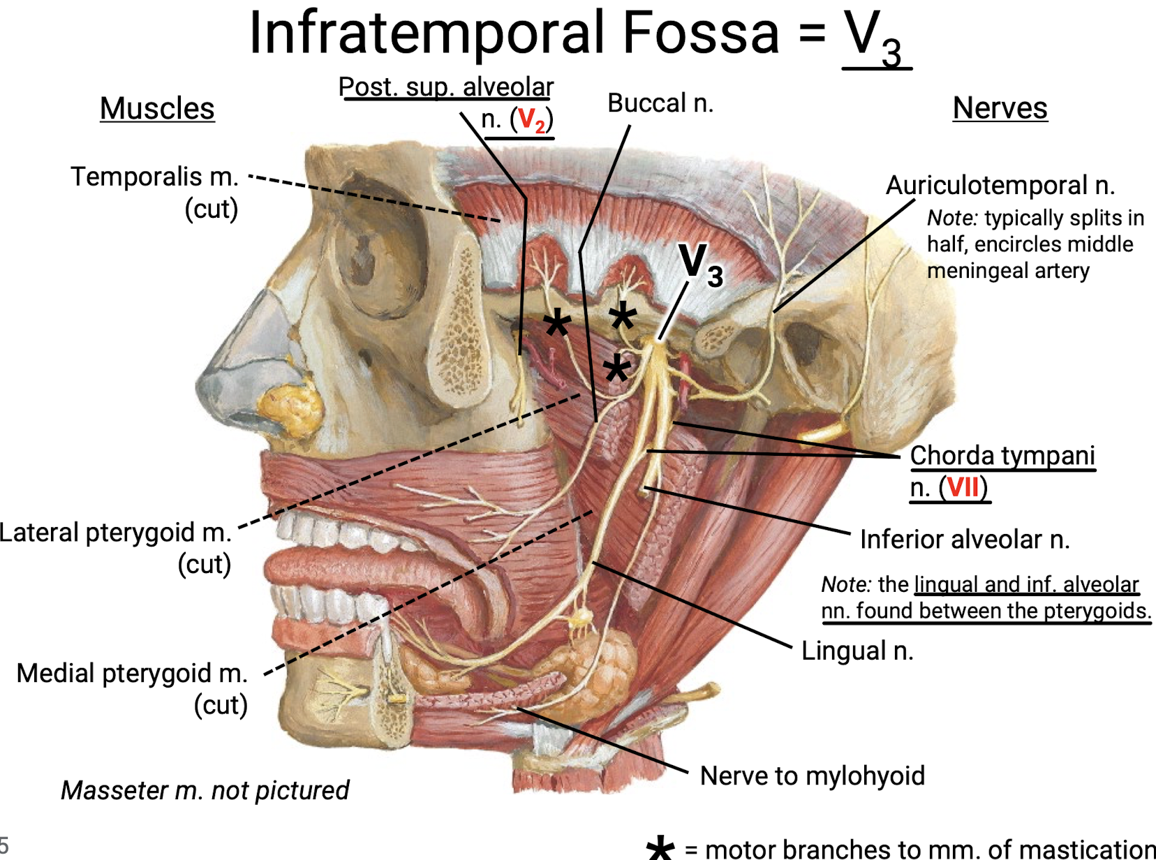 <p>Temporalis m., lateral pterygoid m., and medial pterygoid muscle.</p>