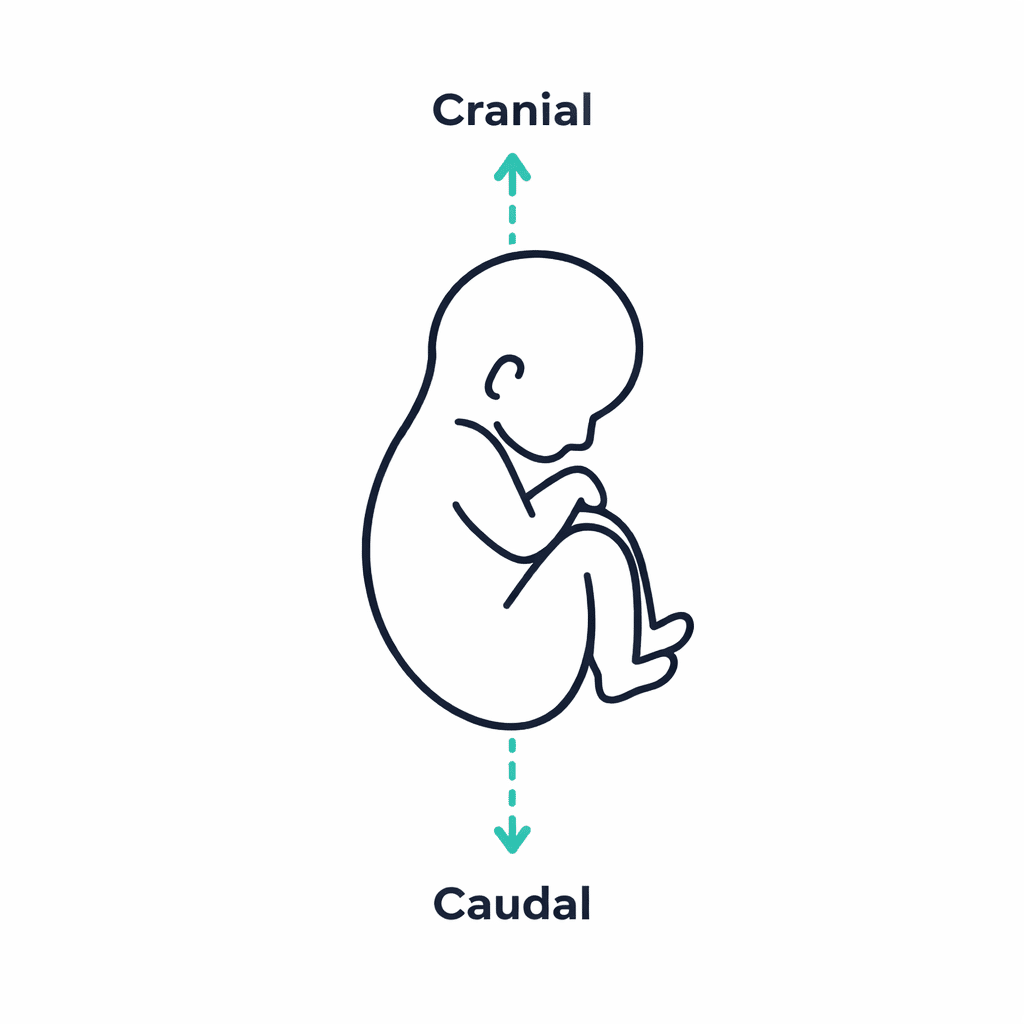 <p>caudal</p>