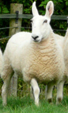 <p>welk type schaap is dit </p>