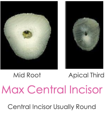 <p>both are round </p>