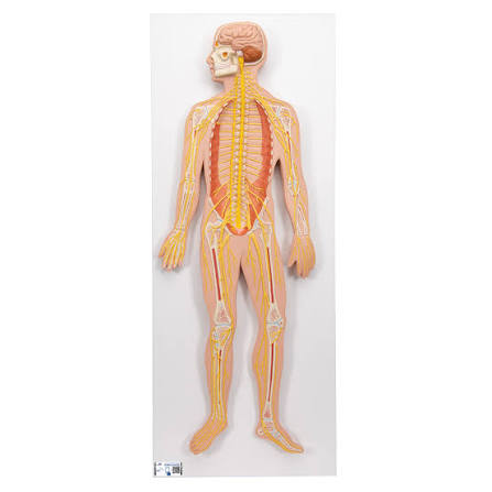 <p>Label: Sciatic nerve</p>