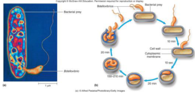 <p>lack steady nutrient supply</p><ul><li><p>sheathed bacteria form chains of cells within tube</p><ul><li><p>the sheath bacteria live together in the structure called the sheath</p></li><li><p>sheaths protect, help bacteria attach to solid objects, and helps them share nutrients in the sheath</p></li><li><p>gram-negative <em>Sphaerotilus, Leptothrix </em>are found a lot and are very long strings of cells that do these things</p></li></ul></li><li><p>prosthecate bacteria</p><ul><li><p>have extensions that provide increased surface area for nutrient absorption, some allow attachment</p></li><li><p><em>caulobacter</em></p><ul><li><p>when the two cells divide, the daughter cell has the flagella and will swim away from the mother cell, so that there’s no competition with the mother cell</p></li><li><p>when the daughter cell is ready to reproduce, it will lose the flagella and will produce something called a stalk and holdfast</p><ul><li><p>stalk: extension</p></li></ul></li><li><p>holdfast allows for it to stick itself somewhere on a surface with nutrients and settles down there using the nutrients to reproduce</p></li><li><p>only then will the cell reproduce</p></li><li><p>and when it produces a daughter cell, the daughter cell will swim away and when the daughter cell is ready to reproduce, it will do the same thing again</p></li></ul></li></ul></li></ul><p>bacteria that prey on other bacteria</p><ul><li><p><em>Bdellovibrio</em></p><ul><li><p>highly motile gram-negative curved rods</p></li><li><p>prey on <em>E. coli</em> and other gram-negatives</p></li><li><p>for example: when bdellovibrio infects E. coli, it will get through the outer membrane and into the periplasm (gram - bacteria have a large periplasmic space)</p></li><li><p>when it gets into the periplasmic space it will start feeding on the gram negative bacteria, starts breaking it down</p></li><li><p>then it will grow and then reproduce</p></li><li><p>once its done it will lyse the cell and releases all the progeny/offspring</p></li><li><p>then they can go on and feed on other gram - bacteria</p></li></ul></li></ul><p></p>