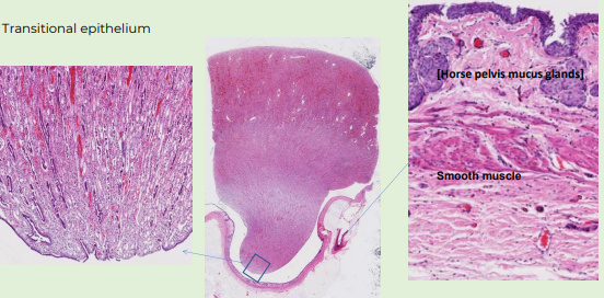 <p>renal pelvis- transitional epithelium</p>
