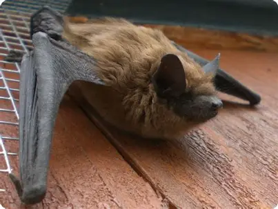 <p>Big brown bat</p>