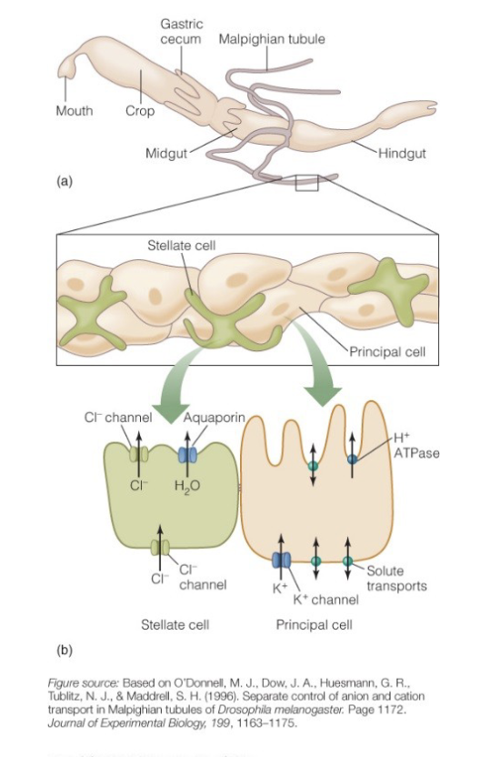 <p>malphagian tubules</p><ul><li><p>stellate cell</p></li><li><p>principal cell</p></li></ul><p>hormones</p><ul><li><p>cation transport</p></li><li><p>myokinins</p></li><li><p>fluid</p></li></ul><p></p>