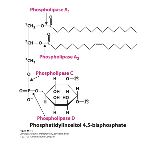 <p>A1- Top ester</p><p>A2 - Second from top ester</p><p>C- Phosphodiester bond to glycerol (bottom)</p><p>D- Phosphodiester bond to sugar</p>