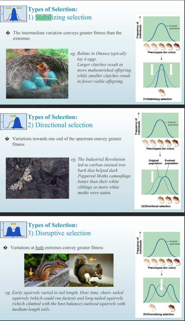 <p><strong>Stabilizing= </strong>intermediate variation grants greater fitness</p><p><strong>Directional= </strong>variation toward one extreme grants greater fitness</p><p><strong>Disruptive= </strong>variation at both extremes grants greater fitness</p>