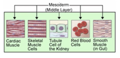 <p>- Muscle, Bone, Connective Tissue</p><p>- Cardiovascular structures</p><p>- Kidneys</p><p>- Lymphatics and blood</p>