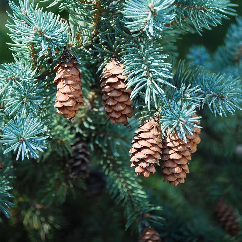 <p>White Spruce</p>