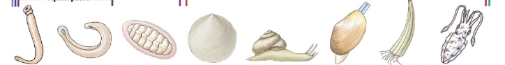 <p>phylum</p>