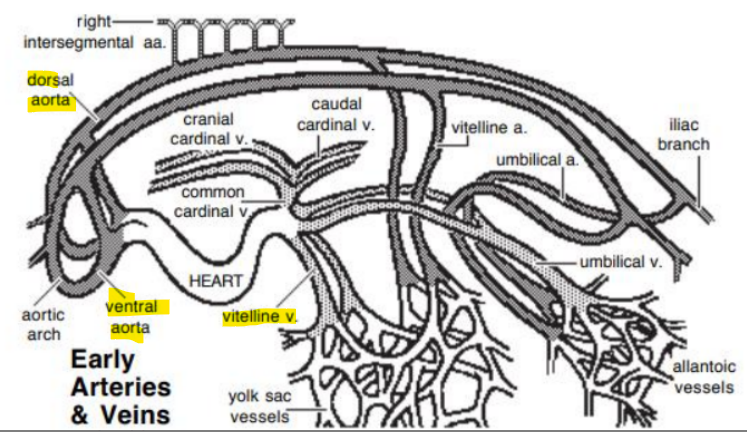 <p>The ao<span style="color: purple;">rtae fuse with the cardiac tubes</span></p><p></p><p>Cardiac tubes fuse with the v<span style="color: purple;">itelline vei</span>ns (1) caudally</p><p></p><p>Note paired dorsal and ventral aortae</p><p></p><p>Due to embryo folding, the dorsal aorta ends up dorsal to the cardiac tube</p><p></p><p>Paired ventral aorta receive blood from t<span style="color: purple;">runcus arteriosu</span>s and fuse to form the adult <strong>brachiocephalic trunk</strong></p>