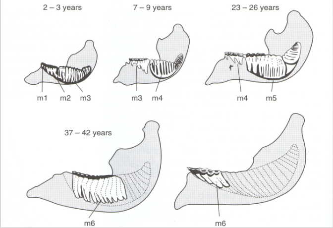 <p>Elephants use a horizontal conveyor-belt system called horizontal tooth displacement to replace their molars. Instead of replacing teeth vertically like humans, new, progressively larger molars erupt in the back of the jaw and tilt/push forward as old ones wear down and shed out the front.</p>