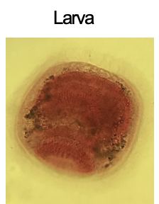 <p><strong>FILO </strong>Bryozoa<br><strong>CLASE </strong>Gymnolaemata<br><strong>ORDEN</strong> Cheilostomata<br><strong>GÉNERO </strong><em><u>Bugula</u></em><br><strong>CARACTERÍSTICAS</strong> Larva<br><strong>HABITAT </strong>Marinas y agua dulce</p>
