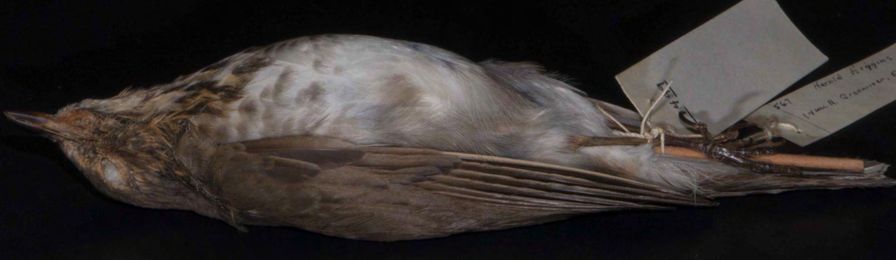 <p>Hermit Thrush</p>