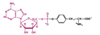 <p>What structure is this?</p>