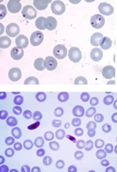 <p><span style="background-color: rgba(0, 0, 0, 0); line-height: 19.7625px;">What is the species in this photo and WHY?</span></p>