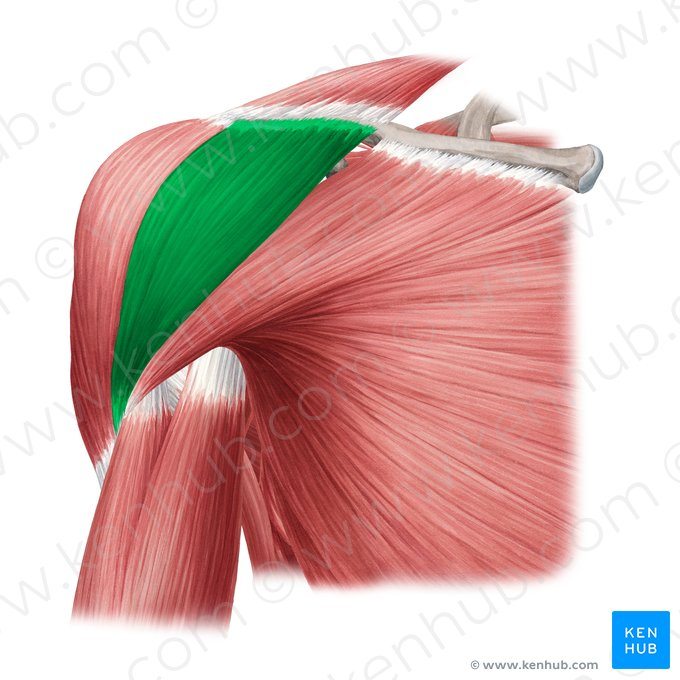 <p>What Muscle?</p>