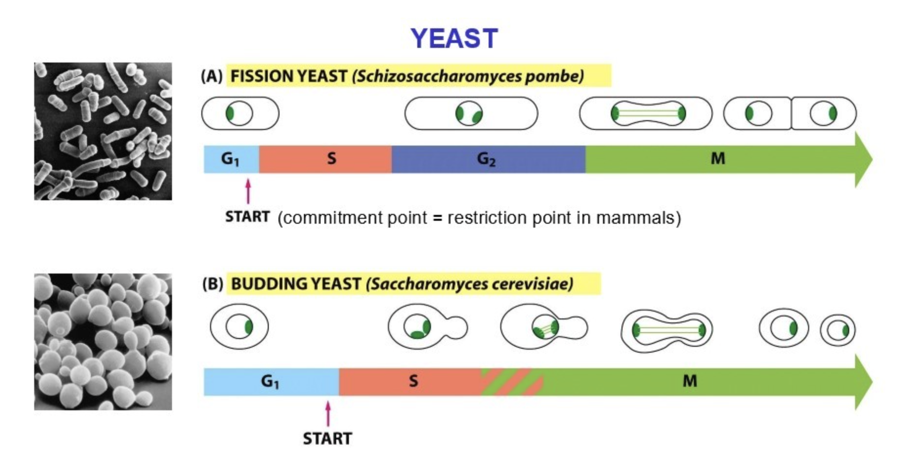 <ul><li><p>Yeast is haploid; if you mutate a single gene, you immediately see a phenotype change</p></li><li><p>Morphology reveals the cell cycle stage</p><ul><li><p>Allowed for scientists to identify the genes involved in the cell cycle</p></li></ul></li></ul><p></p>