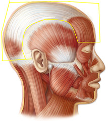 <p>Elevates one or both eyebrows</p>
