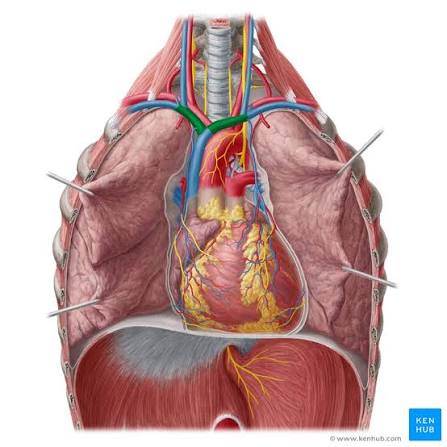 <p><span>formed by the union of the </span><a target="_blank" rel="noopener noreferrer nofollow" class="link" href="chatgpt://generic-entity?number=0" data-prevent-progress="true"><u><span>internal jugular vein</span></u></a><span> and </span><a target="_blank" rel="noopener noreferrer nofollow" class="link" href="chatgpt://generic-entity?number=1" data-prevent-progress="true"><u><span>subclavian vein</span></u></a><span> on each side. It drains deoxygenated blood from the head, neck, and upper limbs into the </span><a target="_blank" rel="noopener noreferrer nofollow" class="link" href="chatgpt://generic-entity?number=2" data-prevent-progress="true"><u><span>superior vena cava</span></u></a><span>.</span></p>